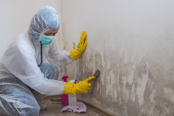 Best Forensic Mold Investigation  in Morris, OK