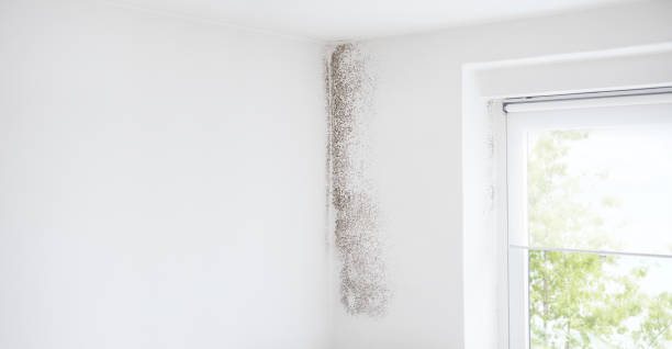 Mold Removal for HVAC Installations in Morris, OK
