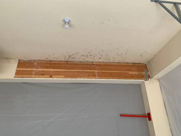 Best Post-Construction Mold Inspection  in Morris, OK