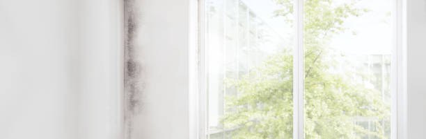 Best Commercial Mold Inspection  in Morris, OK