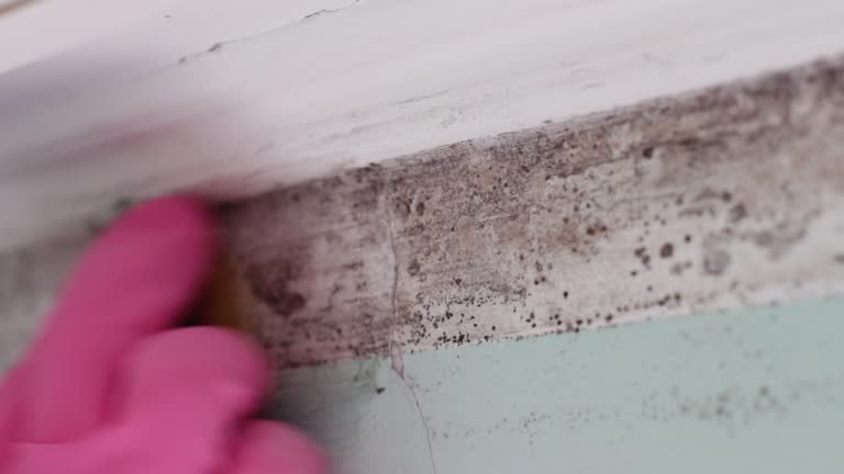 Best Basement Mold Removal  in Morris, OK